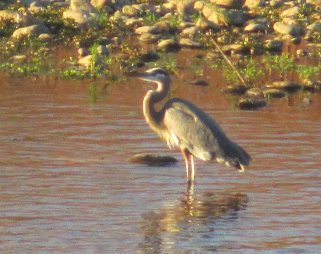 The great blue heron is a large wading bird found near open water and wetlands across North and Central America, northwestern South America, the Caribbean, and the Galápagos Islands.