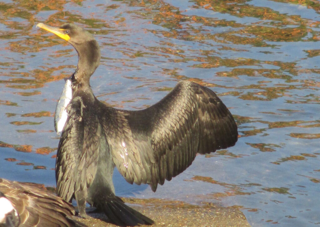 Cormorants live in coastal areas in almost every country throughout the world. They are aquatic birds known for their deep diving abilities to catch fish.