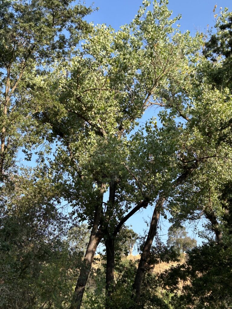 A towering native, a cottonwood tree soars and spreads, growing more than 100 feet tall and almost as wide. 