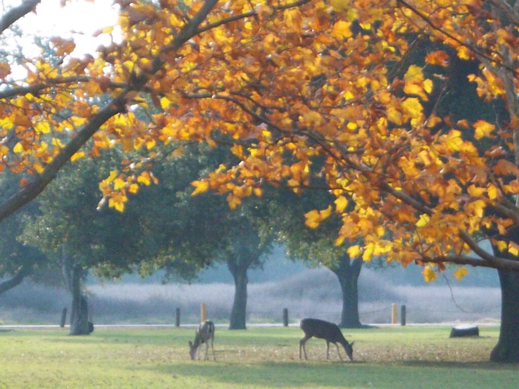 Deer on the American River Parkway in fall. 