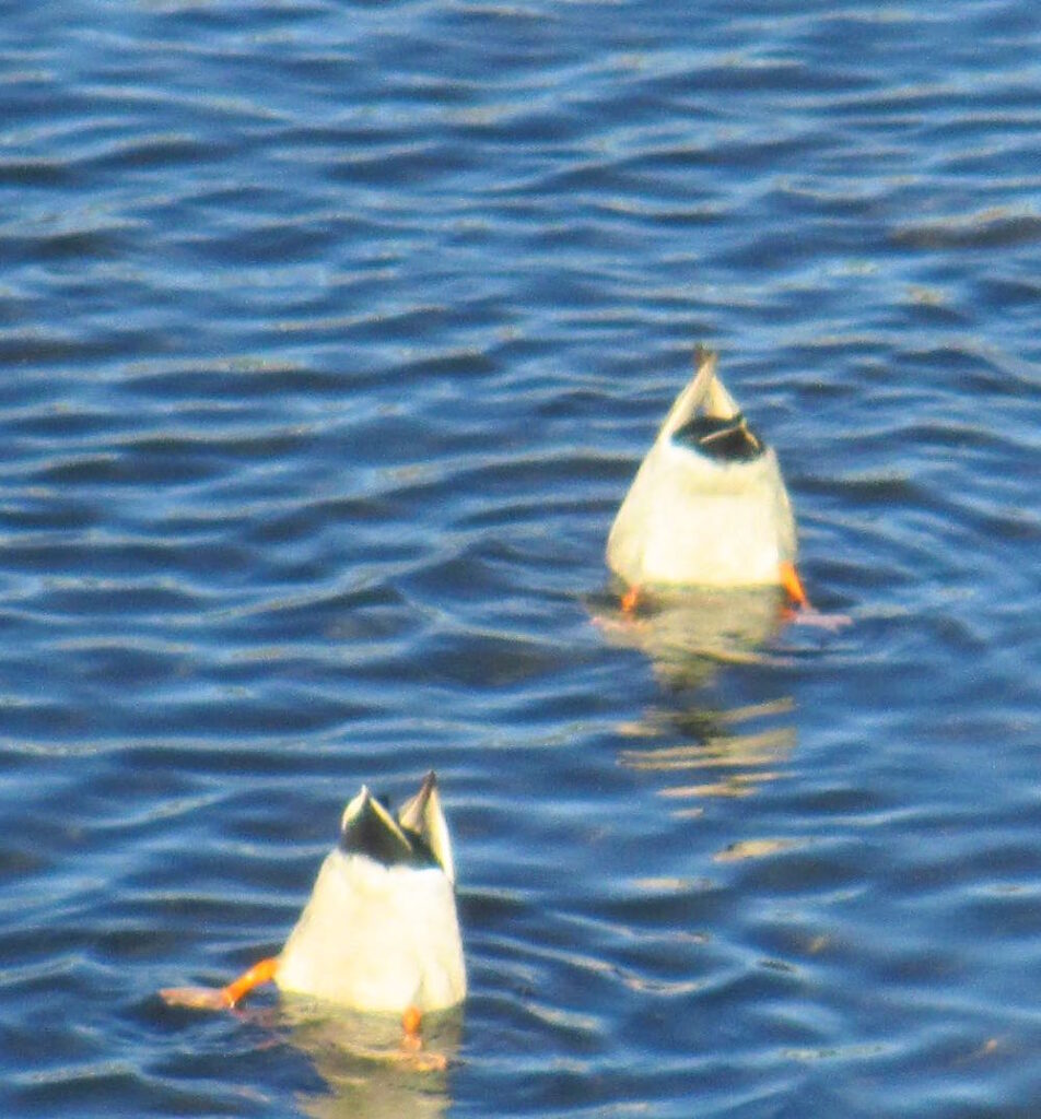 Diving ducks, also called sea ducks, are typically birds of large, deep lakes and rivers, coastal bays and inlets.