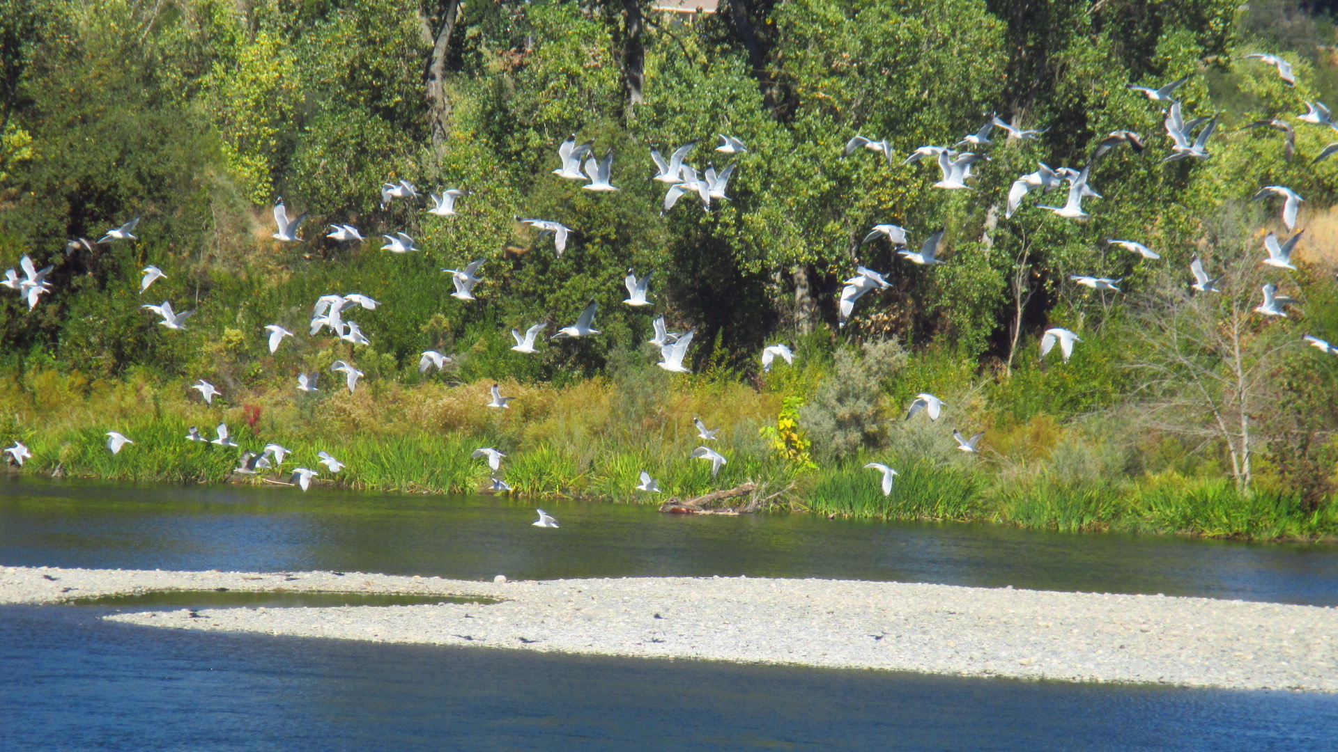 Diverse Habitats of the American River Parkway:  Multiple Benefits for People and Wildlife