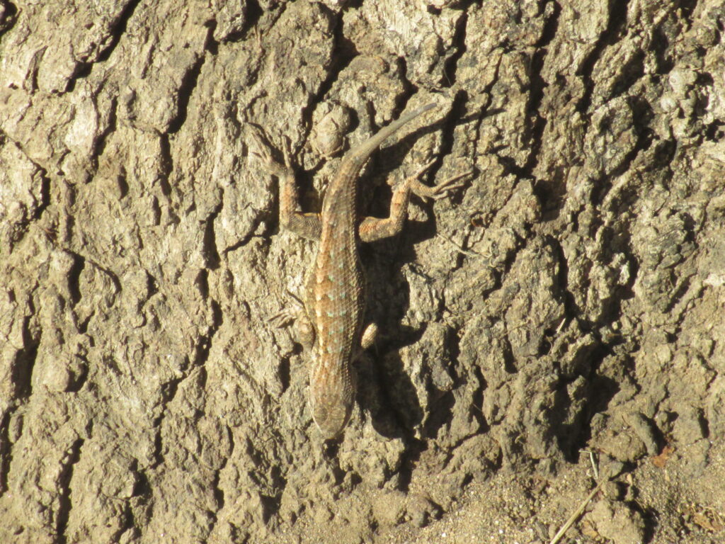 A lizard climbs on a tree trunk.