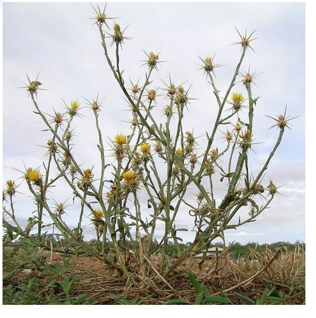 Yellow Star Thistle, a winter annual, it is native to the Mediterranean Basin region and invasive in many other places. 